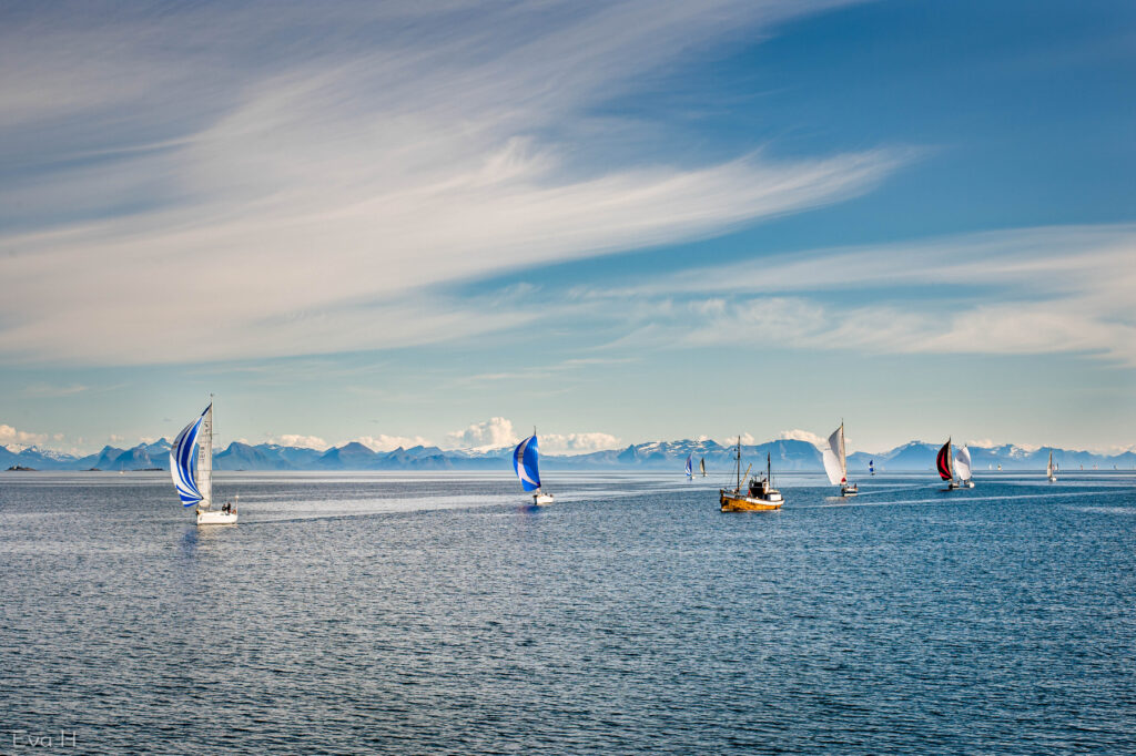 Seilbåter slører med åpne spinnakere på vei over Vestfjorden, med selskap av en skøyte. Sommer. Fargebilde. Fotografi.