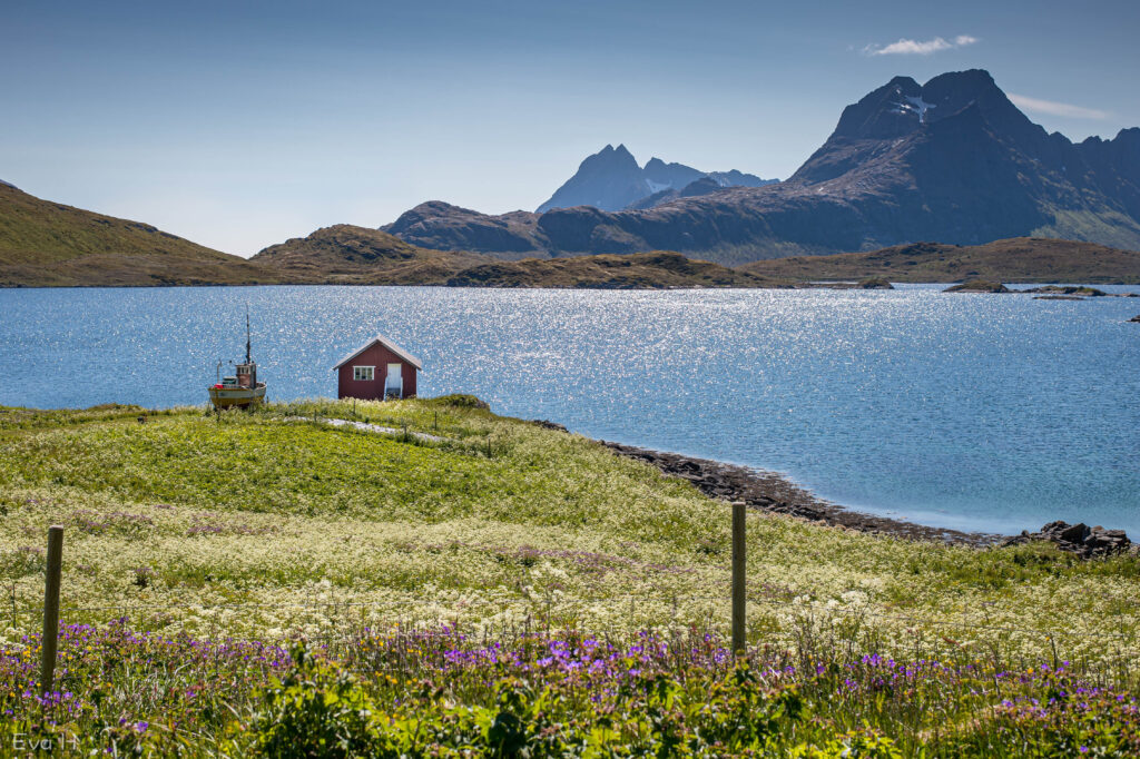 Sommerblomster på enga, en fiskebåt og et rødt naust. Ville fjell i bakgrunnen. Idyll fra Nord-Norge. Fargebilde. Fotografi.