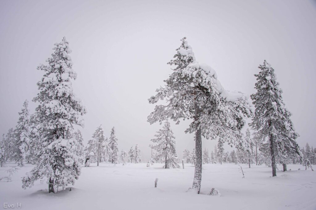 Snødekte furutrær på en myr. Tåke. Sort/hvitt fotografi
