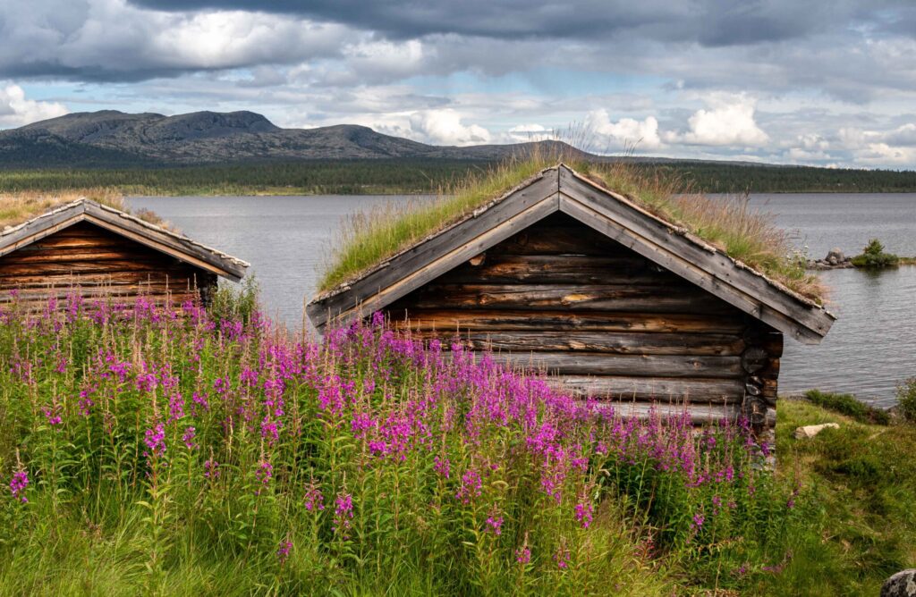Rosa geitrams mot laftevegger. Utsikt mot Sølen fra Fiskevollen.