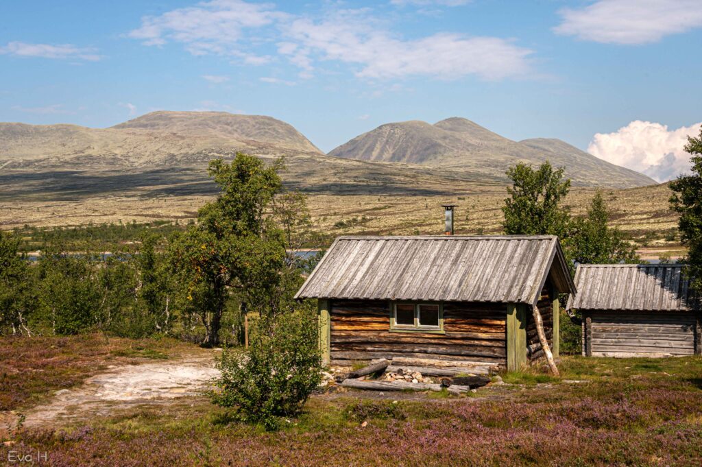 Røsslyngen blomstrer foran tømmerhytta ved Sandtjønna. Sølen i bakgrunnen. Fargebilde. Fotografi.