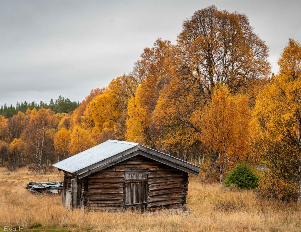 Høstfarger og gammel løe. Lenke til bilder fra innlandet. Fargebilde. Fotografi.