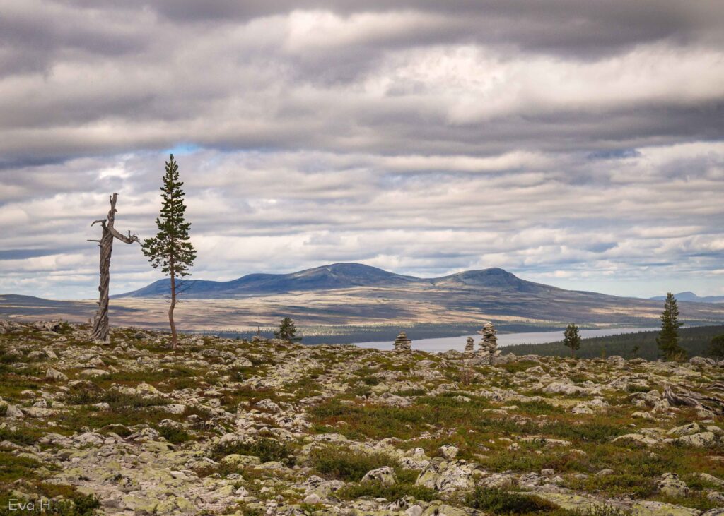 Fjellmotiv fra Femundsmarka. Fargebilde. Fotografi.