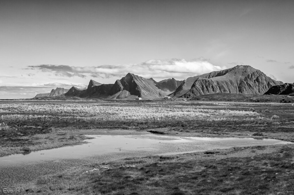 Sort/hvitt fotografi fra Lofoten, åpen slette med myrull i forgrunnen, fjella og et par bolighus i bakgrunnen