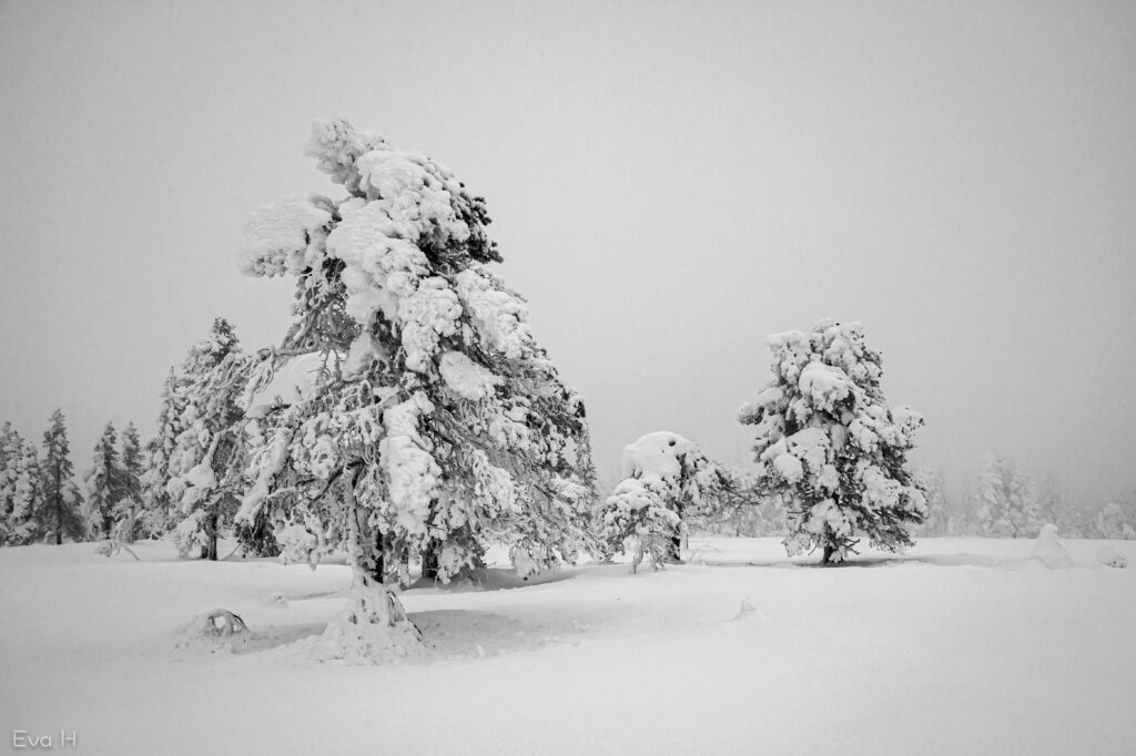 Sort/hvitt fotografi av snøtunge furuer på flat, åpen myr. Tåke.