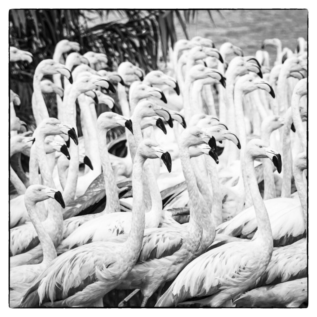 Flamingoer sort hvitt